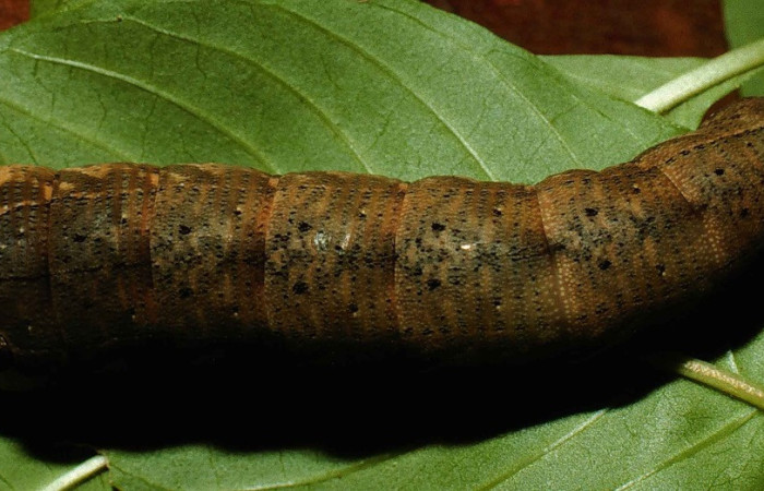 Fig. 07. Larva de <i>Xylophanes libya</i> (Sphingidae), vista dorsal 60mm de longitud, último estadío. Voucher: 98-SRNP-5538-DHJ45534.jpg.
