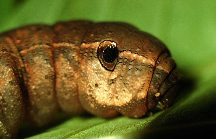 Fig. 09. Larva de <i>Xylophanes libya</i> (Sphingidae), torax en vista lateral 66mm de longitud, último estadío. 97-SRNP-3065-DHJ42128.jpg.