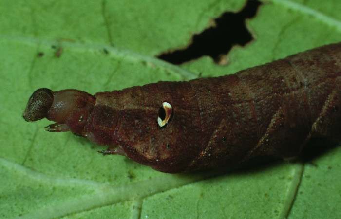 Fig. 10. Larva de <i>Xylophanes libya</i> (Sphingidae), torax en vista lateral 60mm de longitud, penúltimo estadío. Voucher: 84-SRNP-668-DHJ7570.jpg.