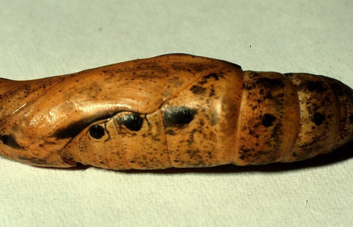 Fig. 11. Pupa de <i>Xylophanes libya</i> (Sphingidae), lateral entera, 53mm de longitud. Voucher: 98-SRNP-8572-DHJ46818.jpg.