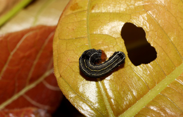 Parte dorsal de <i>Spodoptera androgea</i> (Noctuidae) Tercer estadio.Voucher:17-SRNP-559-DHJ704336.jpg.