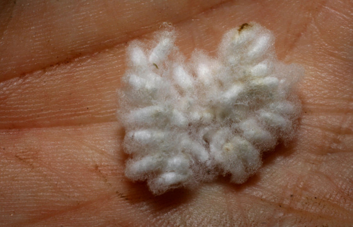 Capullos de <i>Parapanteles scotti</i> (Braconidae) en <i>Spodoptera androgea</i> (Noctuidae) Voucher:05-SRNP-43188-DHJ436430.jpg.