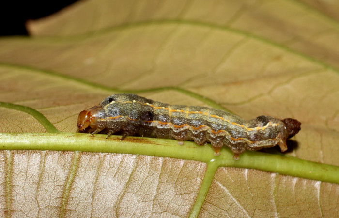Parte dorsal de <i>Spodoptera androgea</i> (Noctuidae) Tercer estadio.Voucher:17-SRNP-558-DHJ704334.jpg.