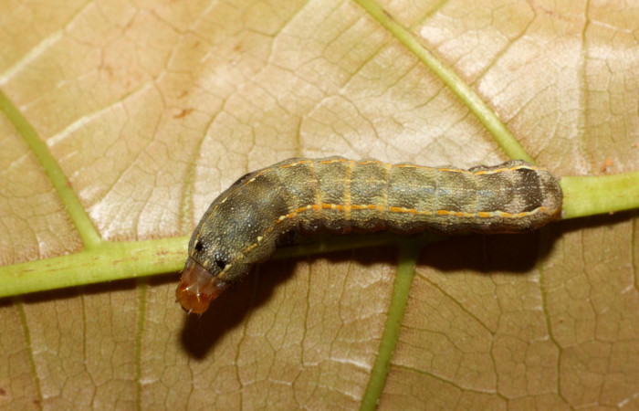 Parte dorsal de <i>Spodoptera androgea</i> (Noctuidae) Tercer estadio.Voucher:17-SRNP-558-DHJ704335.jpg.