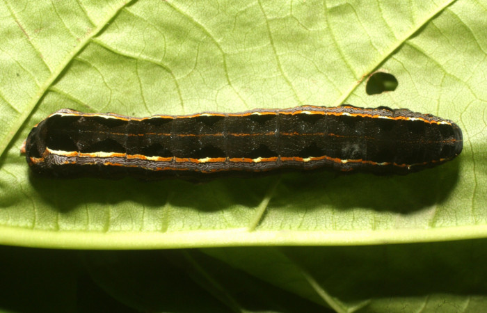 Parte dorsal de <i>Spodoptera androgea</i> (Noctuidae) último estadio. Voucher:16-SRNP-36215-DHJ709756.jpg.
