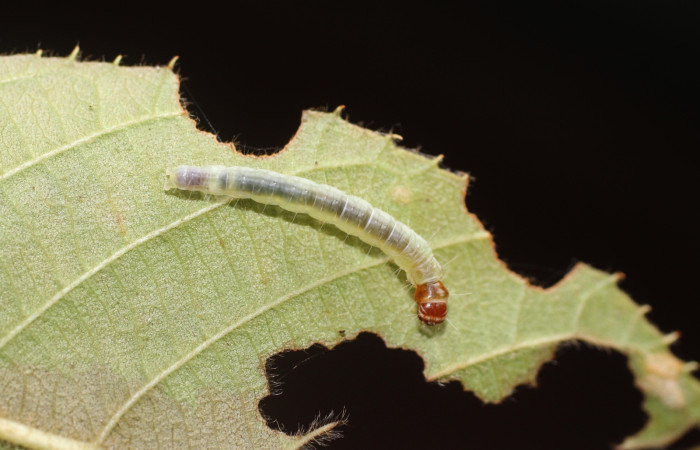 Fig. 13 Larva <i>Antaeotricha</i> zelleriEPR02, Depressariidae, (estadio U), mostrando la posición dorsal entero, se alimenta <i>Clethra lanata</i>, familia (Clethraceae). Voucher: 14-SRNP-4747-DHJ487643.jpg.