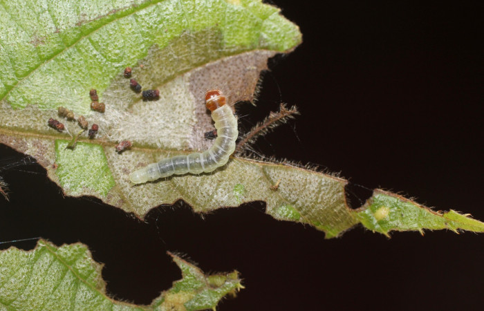 Fig. 16 Larva <i>Antaeotricha</i> zelleriEPR02, Depressariidae, (estadio U), mostrando la posición lateral entero, se alimenta <i>Clethra lanata</i>, familia (Clethraceae). Voucher: 14-SRNP-4747-DHJ487646.jpg.