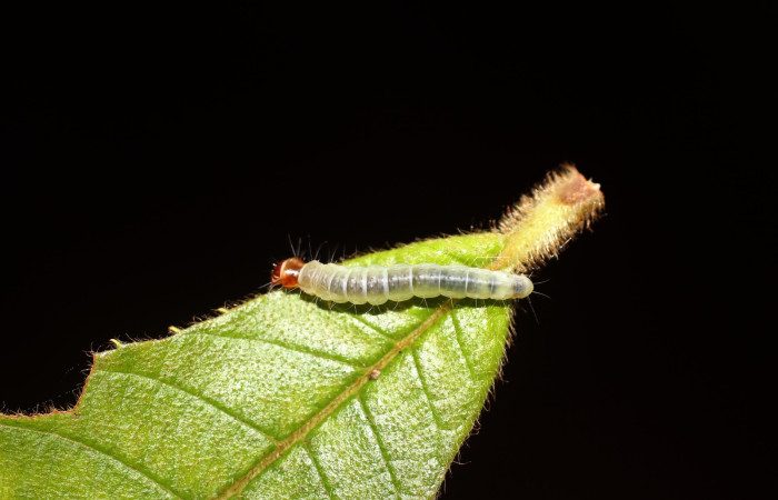 Fig. 18 Larva <i>Antaeotricha</i> zelleriEPR02, Depressariidae, (estadio U), mostrando la posición dorsal entero, se alimenta <i>Clethra lanata</i>, familia (Clethraceae). Voucher: 14-SRNP-4747-DHJ487648.jpg.