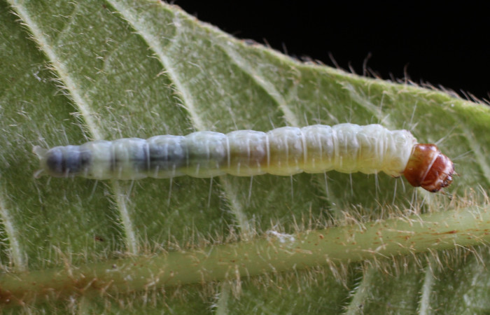 Fig. 20 Larva <i>Antaeotricha</i> zelleriEPR02, Depressariidae, (estadio U), mostrando la posición dorsal entero, se alimenta <i>Clethra lanata</i>, familia (Clethraceae). Voucher: 14-SRNP-4747-DHJ487650.jpg.