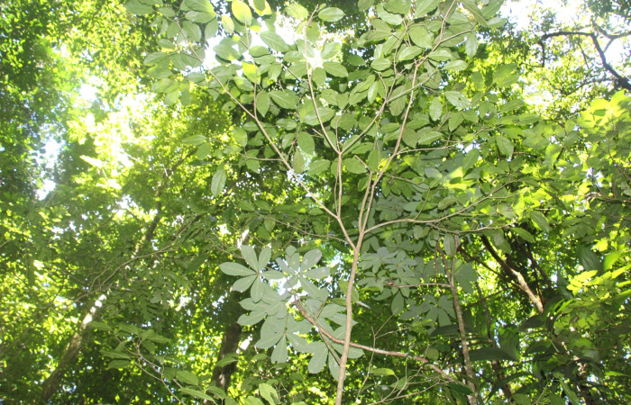 Fig. 21 Planta <i>Hasseltia floribunda</i> (Salicaceae),
hospedera de la larva  <i>Antaeotricha</i> zelleriEPR02, (Depressariidae), Foto tomada 12 Junio 2023
Sector Santa María, Sendero Canal. Elieth Cantillano.
