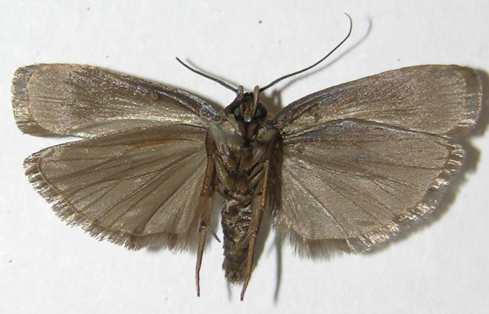 Fig.2 Adulto <i>Antaeotricha</i> zelleriEPR02, Depressariidae, mostrando la parte ventral. Voucher: 10-SRNP-894-DHJ532241.