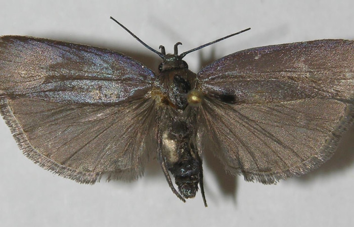 Fig.3 Adulto <i>Antaeotricha</i> zelleriEPR02, Depressariidae, mostrando la parte dorsal. Voucher: 11-SRNP-1981-DHJ549688.