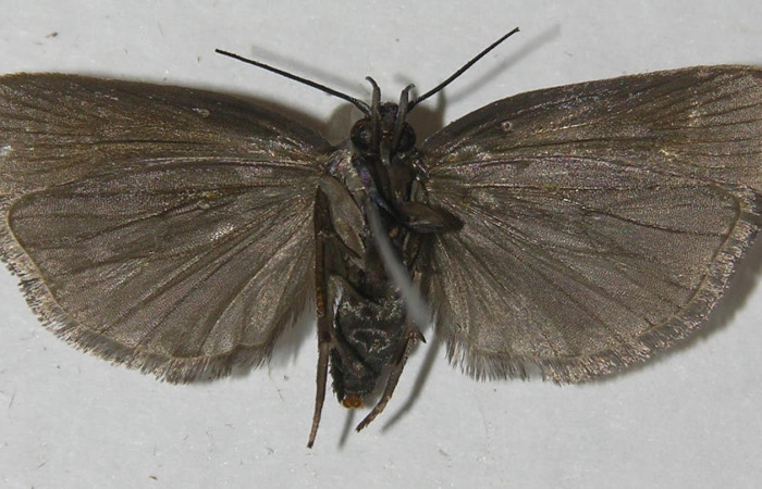 Fig.4 Adulto <i>Antaeotricha</i> zelleriEPR02, Depressariidae, mostrando la parte ventral. Voucher: 11-SRNP-1981-DHJ549689.
