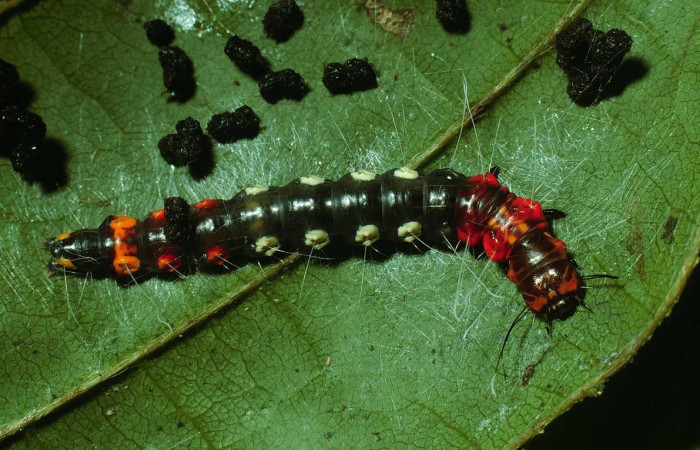 Fig. 5 Larva  
<i>Antaeotricha renselariana</i>, (Depressariidae), (estadio U), mostrando la posición dorsal entero, se alimenta  <i>Dioclea malacocarpa</i>, familia (Fabaceae). Voucher: 02-SRNP-7882-DHJ68748.jpg.