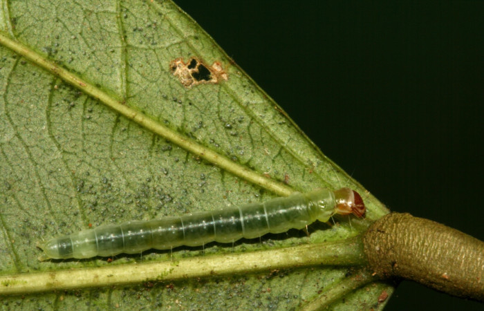 Fig. 6  Larva <i>Antaeotricha</i> zelleriEPR02, Depressariidae, (estadio U), mostrando la posición dorsal entero, se alimenta <i>Hasseltia floribunda</i>, familia (Salicaceae). Voucher: 09-SRNP-5078-DHJ464084.jpg. 