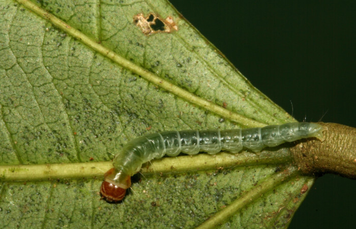 Fig. 7 Larva <i>Antaeotricha</i> zelleriEPR02, Depressariidae, (estadio U), mostrando la posición lateral entero, se alimenta <i>Hasseltia floribunda</i>, familia (Salicaceae). Voucher: 09-SRNP-5078-DHJ464085.jpg.