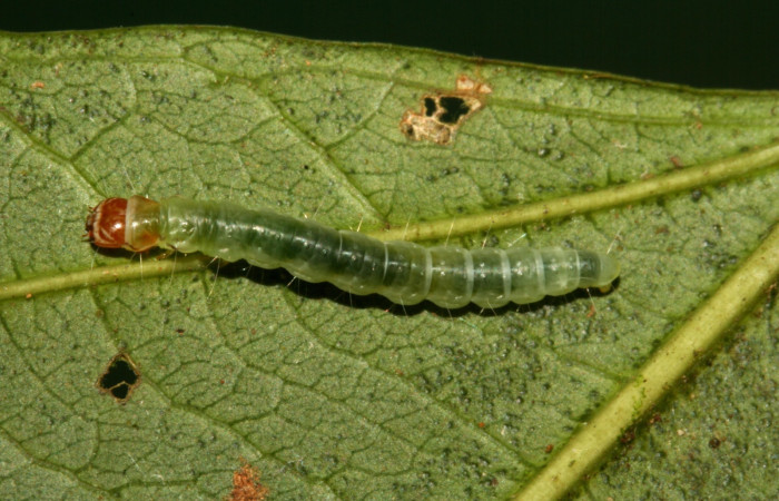 Fig. 8 Larva <i>Antaeotricha</i> zelleriEPR02, Depressariidae, (estadio U), mostrando la posición dorsal entero, se alimenta <i>Hasseltia floribunda</i>, familia (Salicaceae). Voucher: 09-SRNP-5078-DHJ464086.jpg.