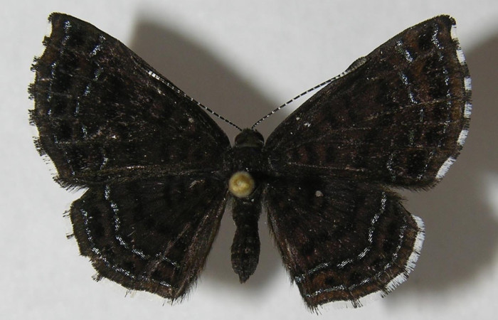 Fig. 1 Adulto <i>Calephelis iris</i> (Riodinidae), vista lateral mide 24mm. Sendero Juntas, Sector Rincon Rain Forest, 400m.12-SRNP-42887-DHJ567450.