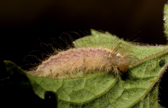 Fig. 7 Larva <i>Calephelis taverna</i> (Riodinidae), mide 19mm. Estación Pitilla, Sector Pitilla, 675m 14-SRNP-31835-DHJ802817.jpg