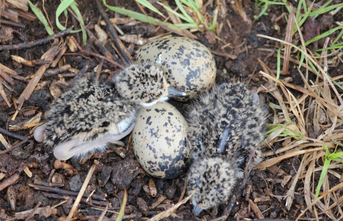 Fig. 3 Pollos de Southern Lapwing (Ave Fría o Chorlito Sureño) <i>Vanellus chilensis</i> (Charadriidae). Estación Biológica Los Almendros Sector El Hacha ACG. 03 de mayo 2021, Foto. Roster Moraga