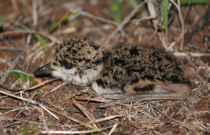Fig. 7 Southern Lapwing (Ave Fría o Chorlito Sureño) <i>Vanellus chilensis</i> (Charadriidae). Estación Biológica Los Almendros Sector El Hacha ACG. 06 de mayo 2021, Foto. Roster Moraga