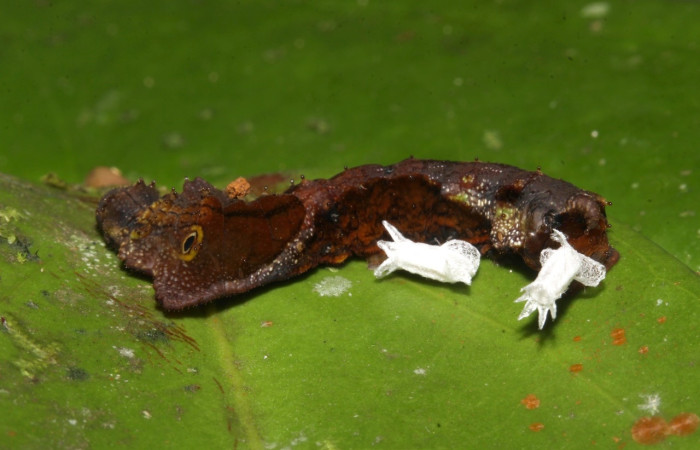 Figura 11. Larva <i>Oxytenis semilunata</i> y sus parásitos, capullos mgJanzen01 Janzen01 (Braconidae). Posición cabeza en la hoja de la planta <i>Satyria panurensis</i> (Ericaceae). 20-SRNP-30101-DHJ776036.jpg.