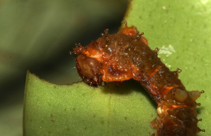 Figura 2. Larva <i>Oxytenis semilunata</i> (Saturniidae). Posición lateral de la cabeza en la hoja de la planta <i>Satyria panurensis</i> (Ericaceae). 20-SRNP-30109-DHJ776074.jpg.
