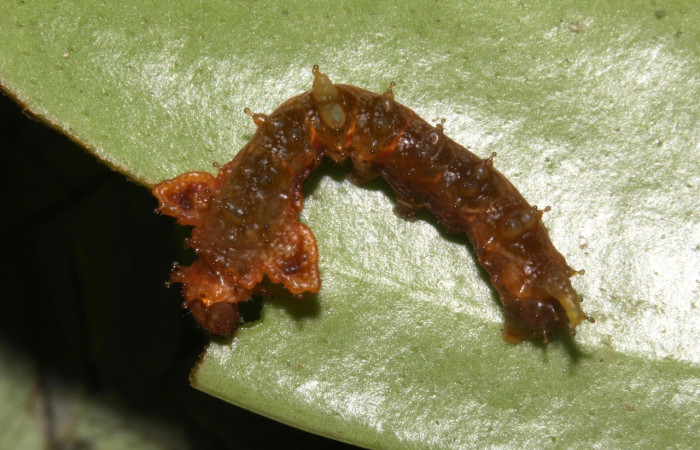 Figura 3. Larva <i>Oxytenis semilunata</i> (Saturniidae). Posición lateral entero en la hoja de la planta <i>Satyria panurensis</i> (Ericaceae). 20-SRNP-30109-DHJ776077.jpg.