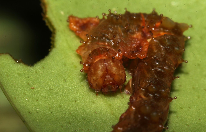 Figura 4. Larva <i>Oxytenis semilunata</i> (Saturniidae). Posición cabeza en la hoja de la planta <i>Satyria panurensis</i> (Ericaceae). 20-SRNP-30109-DHJ776079.jpg.