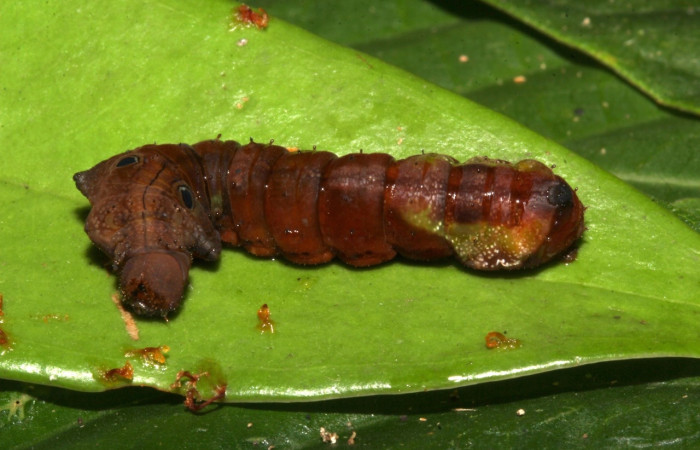 Figura 7. Larva <i>Oxytenis semilunata</i> (Saturniidae). Posición larteral entero en la hoja de la planta <i>Satyria panurensis</i> (Ericaceae). 20-SRNP-30116-DHJ776146.jpg..