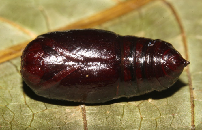 Figura 9. Pupa <i>Oxytenis semilunata</i> (Saturniidae). Pupa entera en la hoja de la planta <i>Satyria panurensis</i> (Ericaceae). 20-SRNP-30116-DHJ776157.jpg.