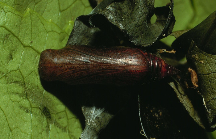  Pupa en posición dorsal de <i>Phanus</i> vitreusDHJ01 (Hesperiidae),. Sector Cacao, Naranjales. Voucher 03-SRNP-3212-DHJ72238.jpg.