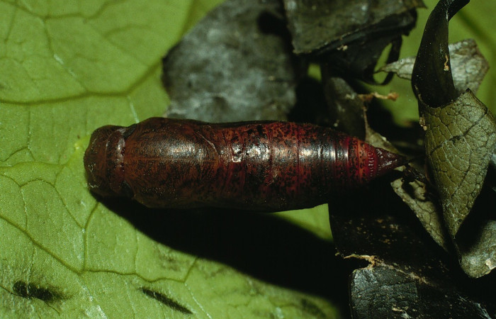  Pupa en posición dorsal de <i>Phanus</i> vitreusDHJ01 (Hesperiidae),. Sector Cacao, Naranjales. Voucher 03-SRNP-3212-DHJ72237.jpg.
