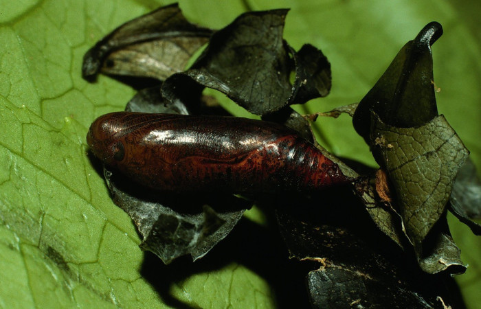  Pupa en posición lateral de <i>Phanus</i> vitreusDHJ01 (Hesperiidae),. Sector Cacao, Naranjales. Voucher 03-SRNP-3212-DHJ72239.jpg.