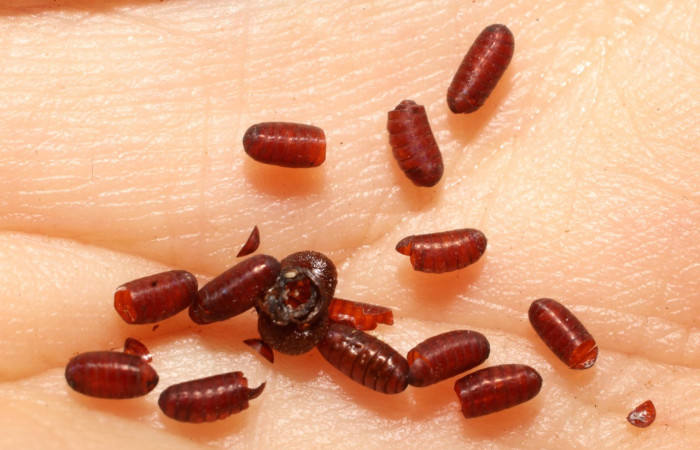  Puparios de parásito <i>Sphaerina</i> nigrifronsDHJ07, parásito de la familia Tachinidae en <i>Phanus vitreus</i> (Hesperiidae),. Sector Cacao, Sendero Circular. Voucher 09-SRNP-67490-DHJ800034.jpg.