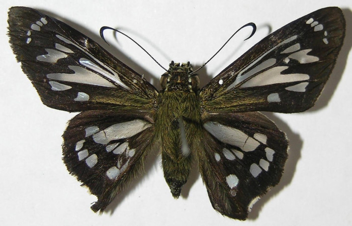  Adulto en posición dorsal de <i>Phanus</i> vitreusDHJ01 (Hesperiidae). Sector San Cristóbal, Finca San Gabriel. Voucher  08-SRNP-5260-DHJ395784.