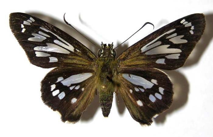  Adulto en posición dorsal de <i>Phanus</i> vitreusDHJ02 (Hesperiidae). Sector Pitilla, Pasmompa. Voucher  05-SRNP-30876-DHJ324232.