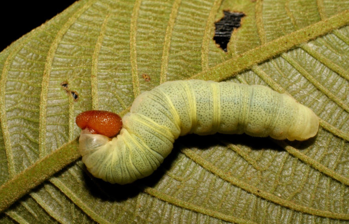  Larva en posición dorsal de <i>Phanus vitreus</i> (Hesperiidae), U estadio. Sector Rincon Rain Forest, Puente Rió Negro. Voucher 07-SRNP-42830-DHJ434897.jpg.