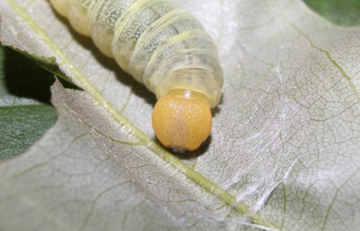  Cabeza en posición frontal de <i>Phanus marshalli</i> (Hesperiidae), PU estadio. Sector Pitilla, Coneja. Voucher 17-SRNP-70982-DHJ737522.jpg.