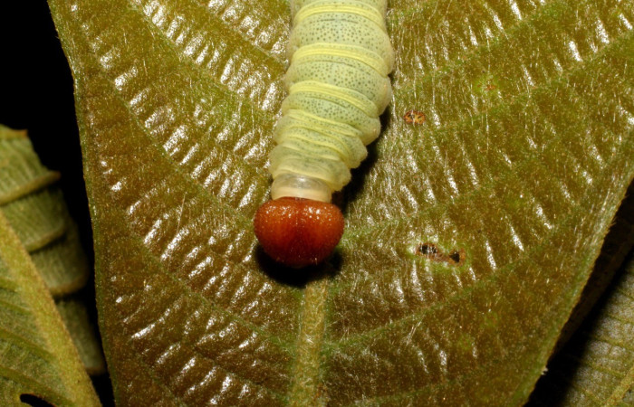  Cabeza en posición frontal de <i>Phanus vitreus</i> (Hesperiidae), U estadio. Sector Rincon Rain Forest, Puente Rió Negro. Voucher 07-SRNP-42830-DHJ434895.jpg.