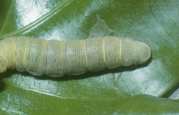  Larva en posición dorsal de <i>Phanus vitreus</i> (Hesperiidae), U estadio. Sector Del Oro, Canyon Rió Mena. Voucher 04-SRNP-21004-DHJ82155.jpg.