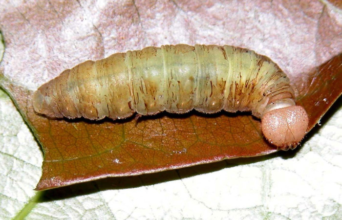  Larva en posición dorsal de <i>Phanus</i> vitreusDHJ01 (Hesperiidae), U estadio. Sector Cacao, Sendero Nayo. Voucher 03-SRNP-3081-DHJ400154.jpg.
