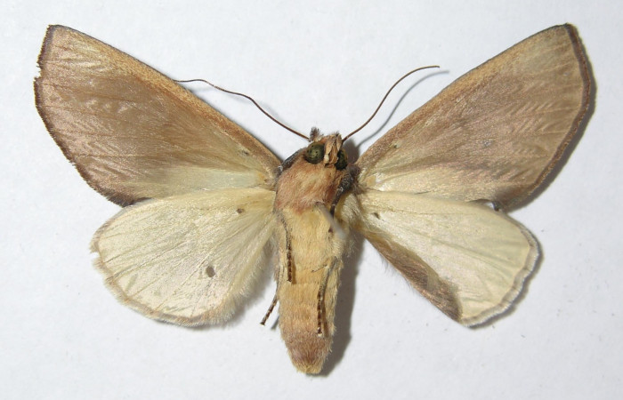 . Adulto en posición ventral de [I]Hemiceras nigricosta</i> (Notodontidae). Sector Pitilla, Sendero Orosilito. Voucher 08-SRNP-30114-DHJ387283.