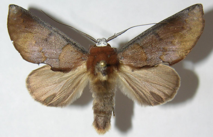 Adulto en posición dorsal de <i>Hemiceras nigricosta</i> (Notodontidae). Sector Cacao, Sendero Derrumbe. Voucher 09-SRNP-36561-DHJ515020.