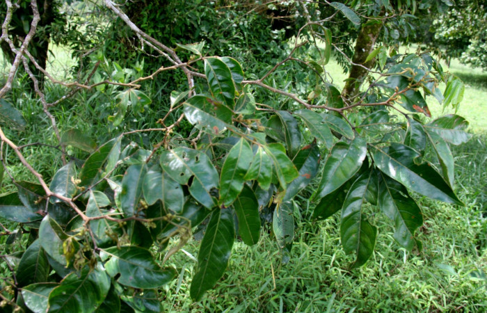 <i>Inga punctata</i> (Fabaceae), planta hospedera de <i>Hemiceras nigricosta</i> (Notodontidae). Sector San Cristóbal, Estación Biológica San Gerardo. Foto, Elda Araya, 1 Febrero 2019.  