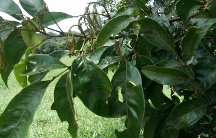 <i>Inga punctata</i> (Fabaceae), planta hospedera de <i>Hemiceras nigricosta</i> (Notodontidae). Sector San Cristóbal, Estación Biológica San Gerardo. Foto, Elda Araya, 1 Febrero 2019.  