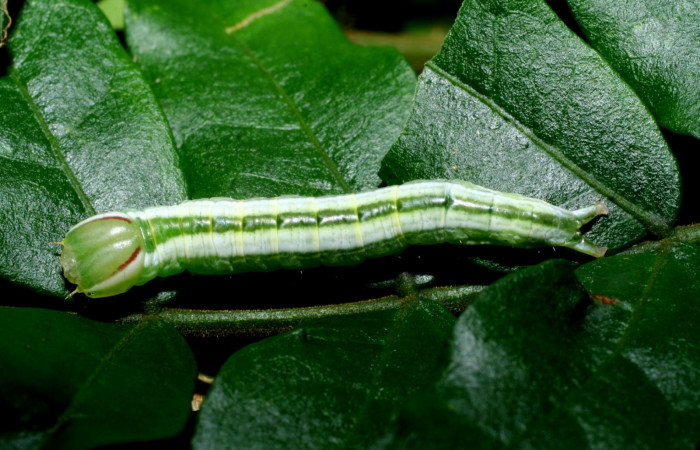  Larva en posición dorsal de <i>Hemiceras nigricosta</i> (Notodontidae), PU estadio. Sector Cacao, Sendero Derrumbe. Voucher 08-SRNP-36152-DHJ441548.jpg.