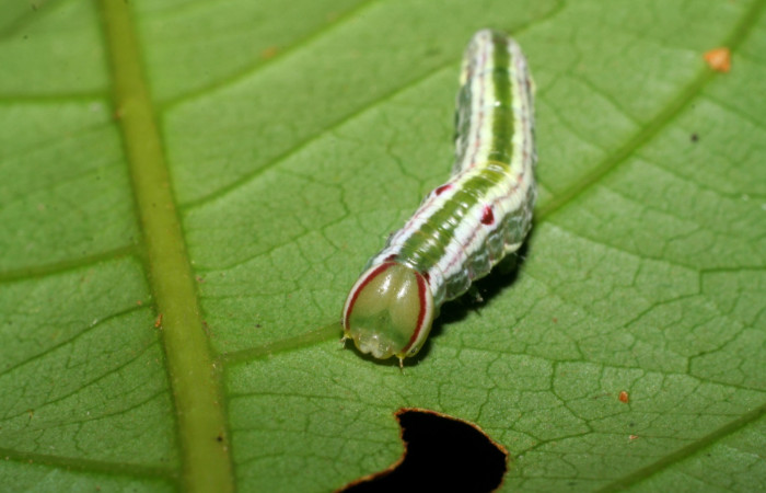 Cabeza en posición frontal de <i>Hemiceras nigricosta</i> (Notodontidae), PU estadio. Sector Pitilla, Sendero Orosilito. Voucher 08-SRNP-30114-DHJ438404.jpg.