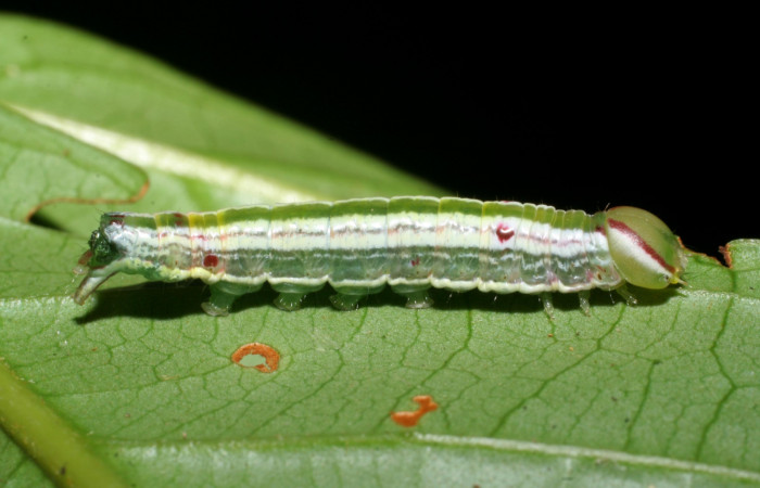  Larva en posición lateral de <i>Hemiceras nigricosta</i> (Notodontidae), PU estadio. Sector Pitilla, Sendero Orosilito. Voucher 08-SRNP-30114-DHJ438408.jpg.