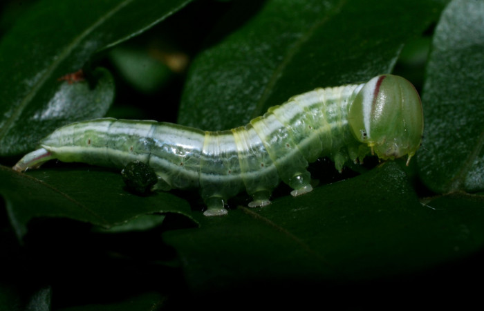 Larva en posición lateral de <i>Hemiceras nigricosta</i> (Notodontidae), PU estadio. Sector Cacao, Sendero Derrumbe. Voucher 08-SRNP-36152-DHJ441553.jpg.